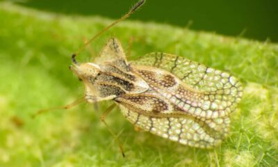 Tigrul de platan identificat în Parcul Poligon din Florești – insectă care provoacă mâncărimi și iritații