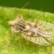 Tigrul de platan identificat în Parcul Poligon din Florești – insectă care provoacă mâncărimi și iritații