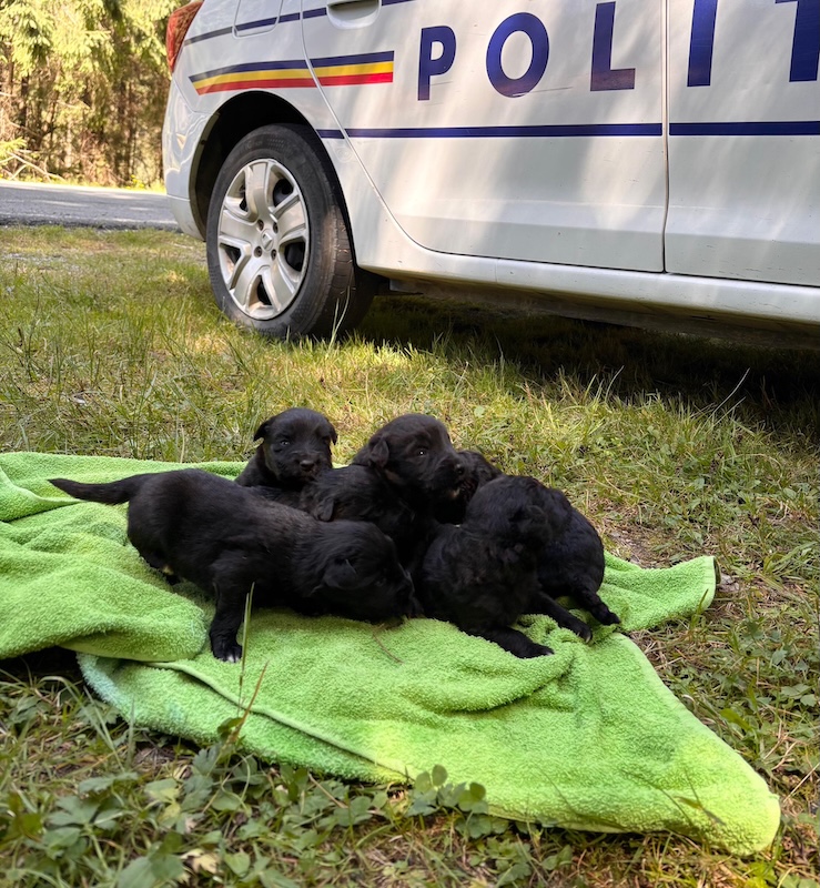 Polițiștii din Cluj salvează șase pui de câine abandonați la Beliș