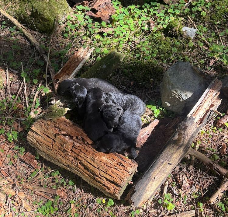 Șase pui de câine găsiți într-un sac înnodat și abandonați la Beliș