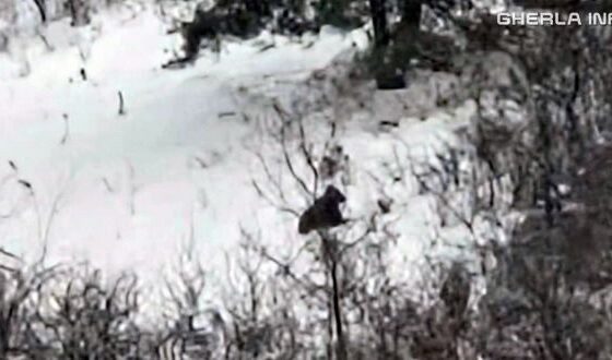 Urs semnalat în județul Cluj, autoritățile au emis RO-ALERT