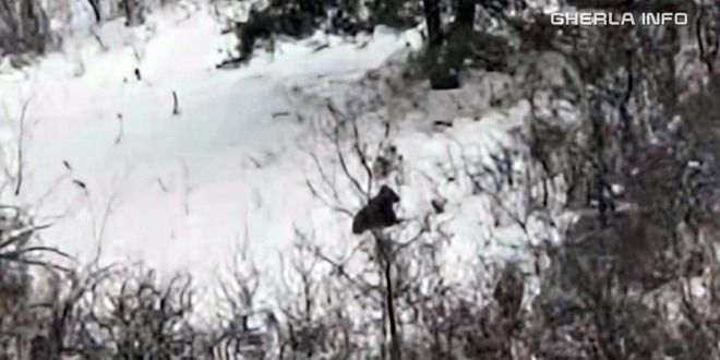 Urs semnalat în județul Cluj, autoritățile au emis RO-ALERT